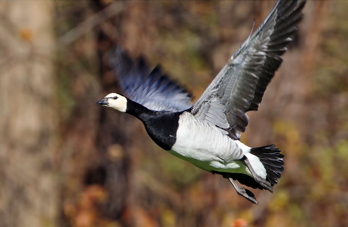 www.birdsofessex.blogspot.com